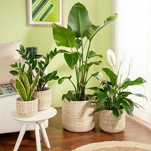 ΨΑΘΙΝΟ ΚΑΣΠΩ SEAGRASS WHITE513/17