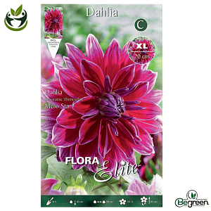 Ντάλια Πελώριο Άνθος Mero Star