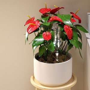 IDRIS SPIKE ΣΥΣ.ΠΟΤΙΣΜ. ΓΙΑ ΦΥΤΑ ΣΕ ΓΛΑΣΤΡΕΣ 