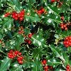 ΙΛΕΞ (ΓΚΙ) (ILEX AQUIFOLIUM, AQUIFOLIUM ARGENTEOMARGINATA) 3,5-4 λτ
