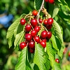 ΚΕΡΑΣΙΑ (PRUNUS AVIUM) 15LT