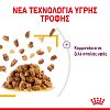 Royal Canin FHN Sensory Taste 85g