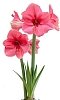 Αμαρυλλίδες 32/34 Amorita Essentials Pink 