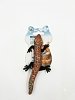 Small Gecko Toys Nobleza